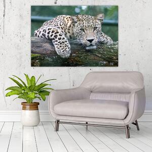 Obraz leopard (Obraz 60x40cm)
