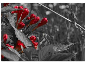 Červené kvety - moderné obrazy (Obraz 60x40cm)