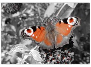 Oranžový motýľ - obraz (Obraz 60x40cm)