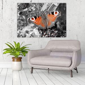 Oranžový motýľ - obraz (Obraz 60x40cm)