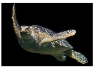 Obraz plávajúce korytnačky (Obraz 60x40cm)