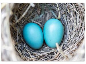 Obraz modrých vajíčok v hniezde (Obraz 60x40cm)