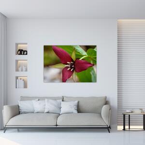 Kvitnúca rastlina - obrazy do domu (Obraz 60x40cm)