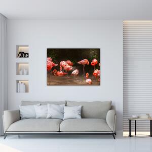 Obraz plameniakov (Obraz 60x40cm)