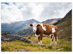 Obraz kravy na lúke (Obraz 60x40cm)