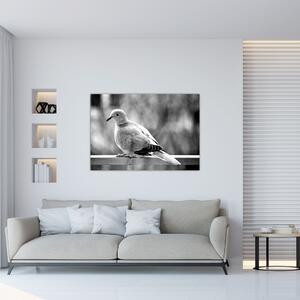 Čiernobiely obraz vtáka (Obraz 60x40cm)