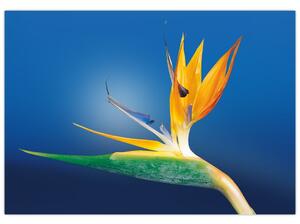 Obraz - detail kvetu (Obraz 60x40cm)