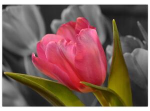 Obraz červeného tulipánu na čiernobielom pozadí (Obraz 60x40cm)