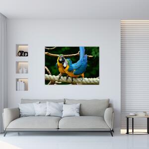 Obraz papagájov na lane (Obraz 60x40cm)