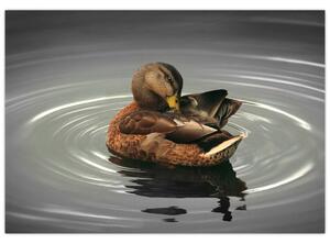 Obraz - kačice vo vode (Obraz 60x40cm)