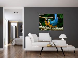 Obraz papagájov na lane (Obraz 60x40cm)