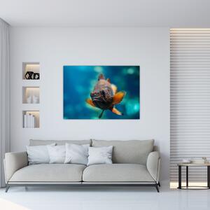 Obraz - ryba (Obraz 60x40cm)