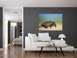 Obraz korytnačky - moderné obrazy (Obraz 60x40cm)