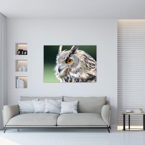 Vyzerajúce sova - obraz (Obraz 60x40cm)