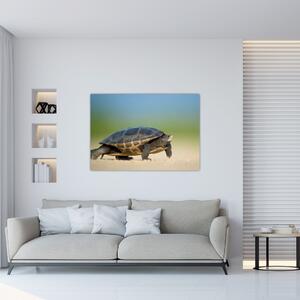 Obraz korytnačky - moderné obrazy (Obraz 60x40cm)