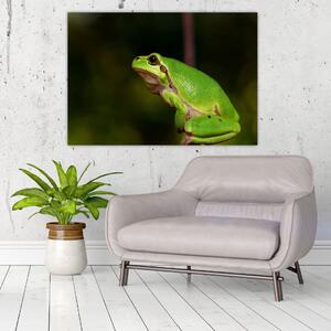 Obraz žaby (Obraz 60x40cm)