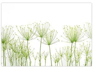 Obraz rastlín na bielom pozadí (Obraz 60x40cm)