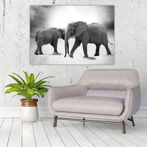 Obraz - slony (Obraz 60x40cm)