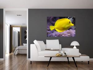 Obraz - žlté ryby (Obraz 60x40cm)