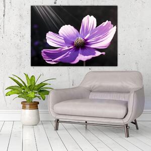 Obraz fialového kvetu (Obraz 60x40cm)