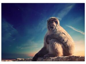 Obraz opice - obrazy zvierat (Obraz 60x40cm)