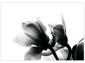 Obraz čiernobielych kvetov (Obraz 60x40cm)