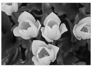 Čiernobiele kvety (Obraz 60x40cm)