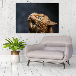 Moderný obraz - mačky (Obraz 60x40cm)