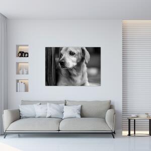 Čiernobiely obraz psa (Obraz 60x40cm)