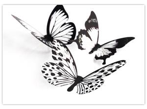 Obraz motýľov (Obraz 60x40cm)