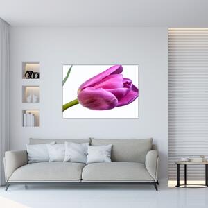 Obraz ružového tulipánu (Obraz 60x40cm)
