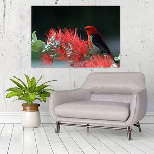 Obraz vtákov - červená (Obraz 60x40cm)
