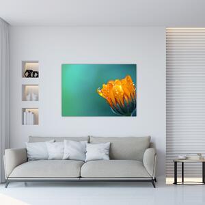 Obraz oranžového kvetu (Obraz 60x40cm)