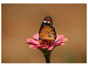 Obraz motýľa (Obraz 60x40cm)