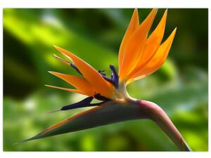 Detail kvetu - obraz (Obraz 60x40cm)