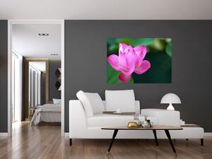 Obraz kvetu (Obraz 60x40cm)
