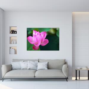 Obraz kvetu (Obraz 60x40cm)