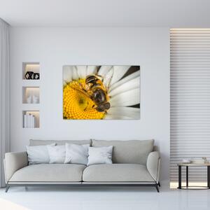 Obraz - detail včely (Obraz 60x40cm)