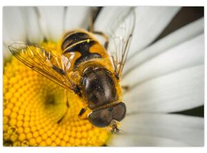 Obraz - detail včely (Obraz 60x40cm)