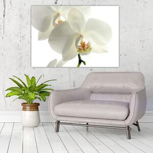 Obraz - orchidea (Obraz 60x40cm)