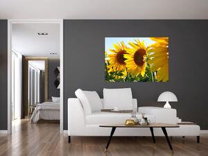 Obraz slnečníc na stenu (Obraz 60x40cm)
