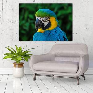 Obraz papagája (Obraz 60x40cm)