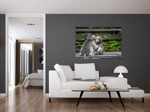 Obraz na stenu - opice (Obraz 60x40cm)