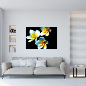 Obraz kvety (Obraz 60x40cm)
