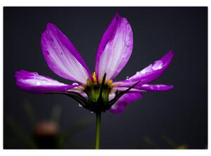 Obraz - kvety (Obraz 60x40cm)