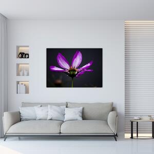 Obraz - kvety (Obraz 60x40cm)