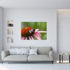 Obraz včely na kvete (Obraz 60x40cm)