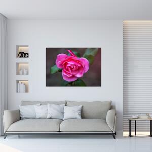 Obraz ruže na stenu (Obraz 60x40cm)