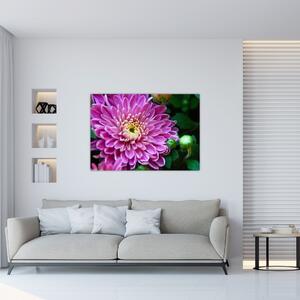 Obraz kvetu na stenu (Obraz 60x40cm)