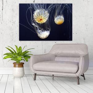 Obraz - medúzy (Obraz 60x40cm)